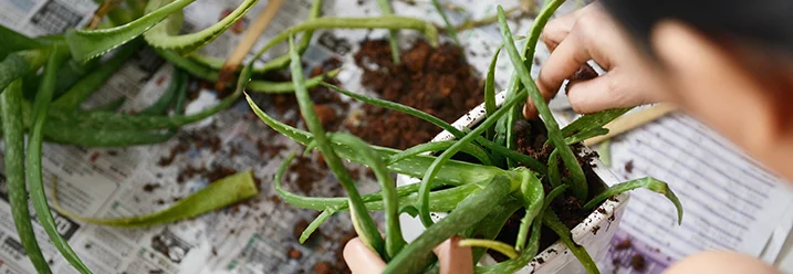 Person topft Aloe Vera Pflanze um